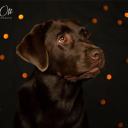 XMAS-Hundshooting bei Zoo & Co. XMAS-Hundshooting bei Zoo & Co.