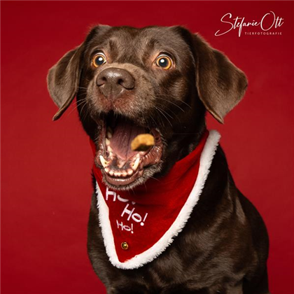 XMAS-Hundshooting bei Zoo & Co. XMAS-Hundshooting bei Zoo & Co.