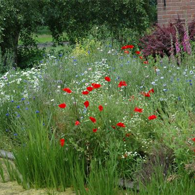 Allgemeine Gartenarbeit im Juni