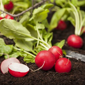 Gemüse-, Kräuter- und Obstgarten im März