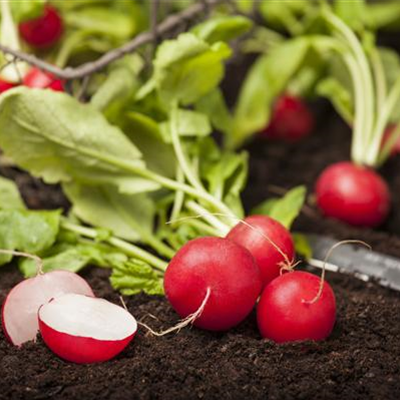 Gemüse-, Kräuter- und Obstgarten im Mai