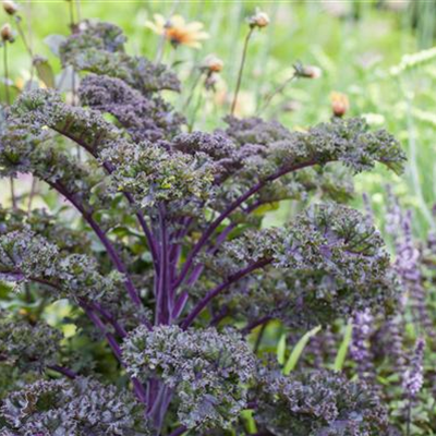 Gemüse-, Kräuter- und Obstgarten im März