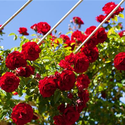 Ziergarten im Juni