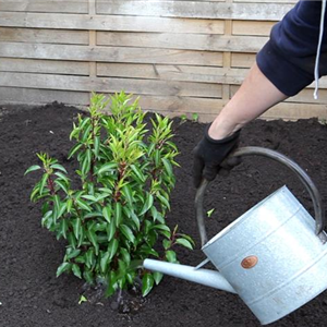 Allgemeine Gartenarbeit im Januar