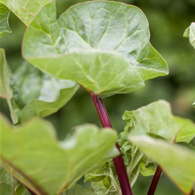 Gemüse-, Kräuter- und Obstgarten im Oktober