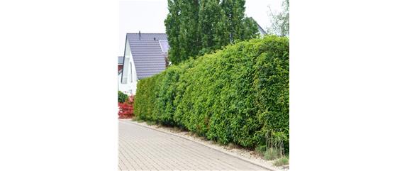 Ab durch die Hecke