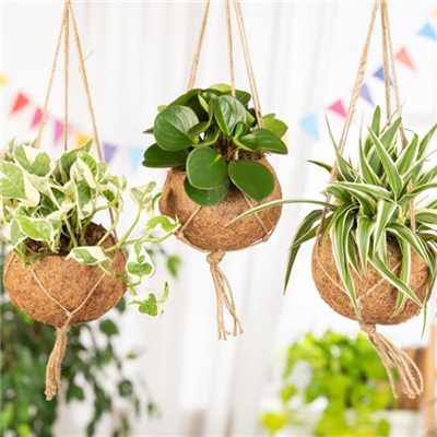 Moderne Frühjahres-Dekoration – Kokedama der Trend aus Japan