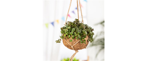 Moderne Frühjahres-Dekoration – Kokedama der Trend aus Japan