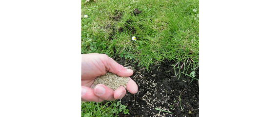 Rasenpflege im Frühling 