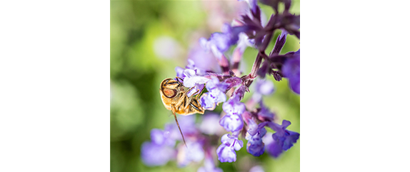 Insektenfreundlicher Ziergarten 