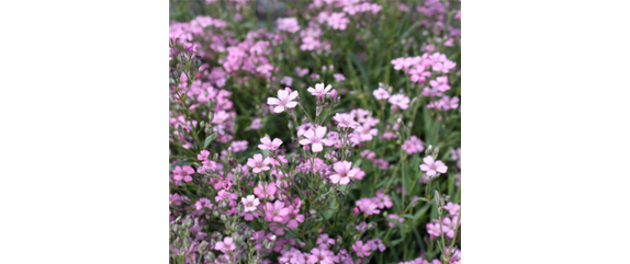 Rosen und Stauden