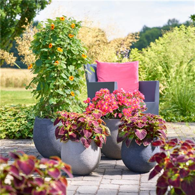 Sommerschönheiten für Balkon und Garten