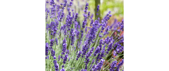 Sommerschönheiten für Balkon und Garten