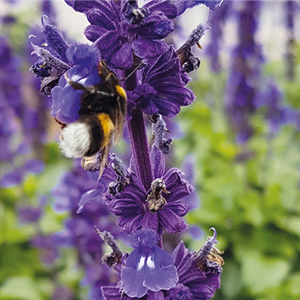 Bienenfreundliche Blumenzwiebeln