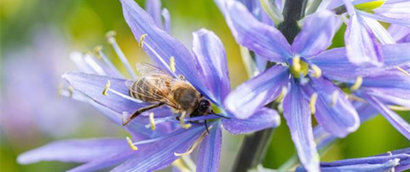 Insektenfreundliche Stauden und Pflanzen