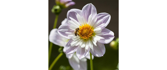 Insektenfreundliche Stauden und Pflanzen