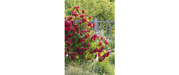 Duftende Schönheiten für einen lebendigen Garten