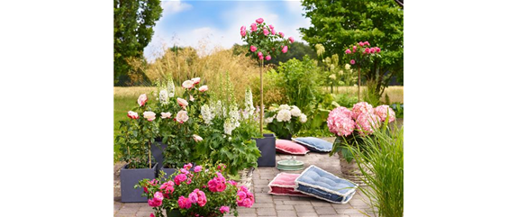 Blütenträume mit Rosen und Hortensien