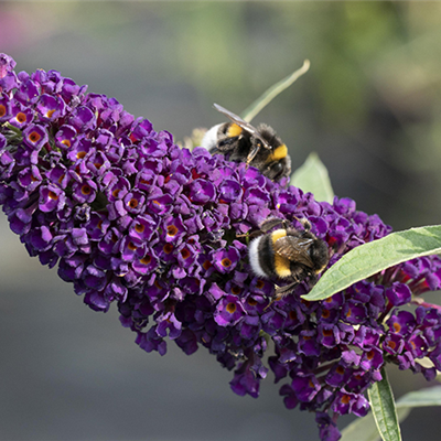 Duftende Schönheiten für einen lebendigen Garten