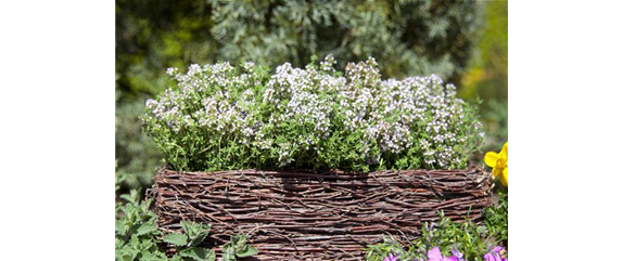 Duftende Schönheiten für einen lebendigen Garten