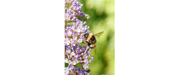 Duftende Schönheiten für einen lebendigen Garten