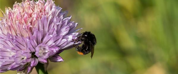 Duftende Schönheiten für einen lebendigen Garten