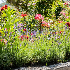 Ziergarten im August