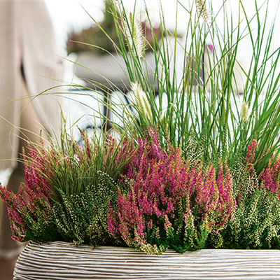 Gräser als Terrassenschmuck