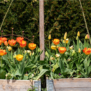 Bienenfreundliche Blumenzwiebeln