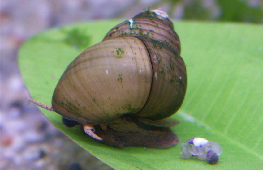 Sumpfdeckelschnecke