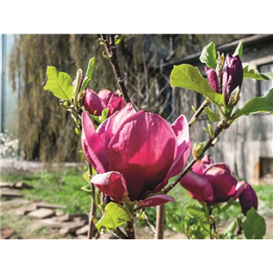 Terrasse & Balkon im April