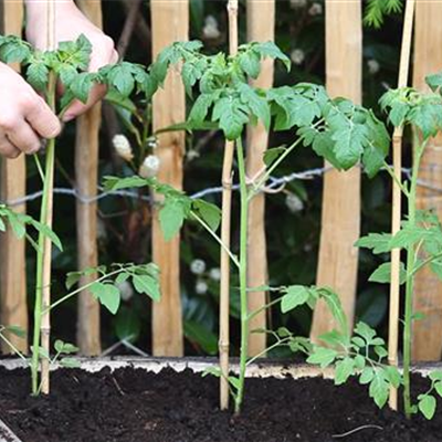 Cherrytomaten - Einpflanzen im Hochbeet