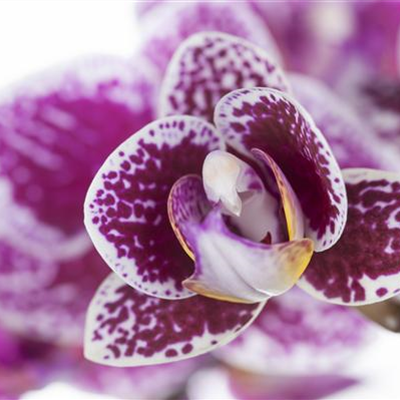 ORCHIDEEN FüR ANFäNGER UND PROFIS