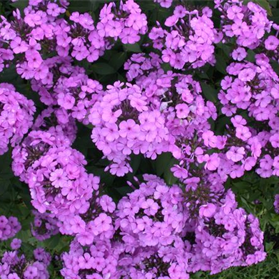 PHLOX