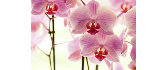 PHALAENOPSIS