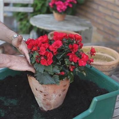 Blumenkübel - Bepflanzen mit Sommerblumen