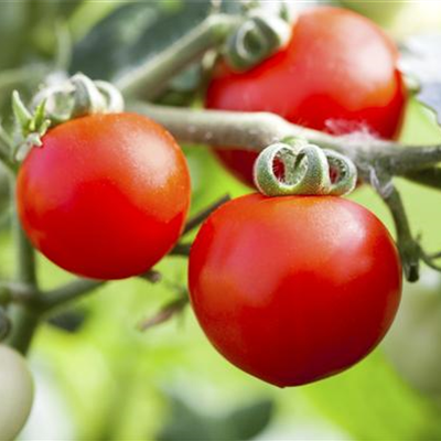 ALTE TOMATENSORTEN FüRS FREILAND!