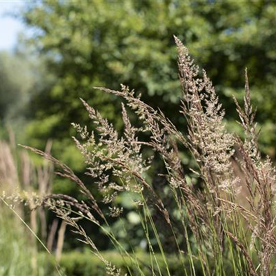 WIE GRäSER DEN GARTEN AUFWERTEN