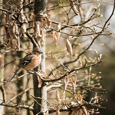 TIPPS ZUR WINTERVOGELFüTTERUNG!