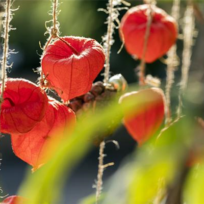 HERBSTLICHER HAUSEINGANG