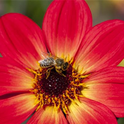 DAHLIEN - BLüHWUNDER IM HOCHSOMMER