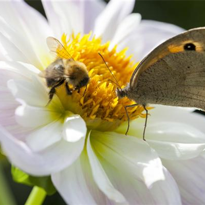 BIENEN UND SCHMETTERLINGE IM GARTEN!