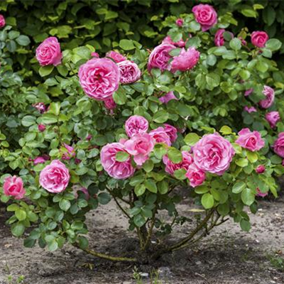 DER OKTOBER - PFLANZZEIT FÜR ROSEN