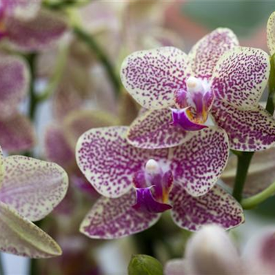 ORCHIDEEN GEGEN DEN WINTERBLUES!