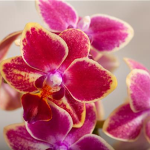 PHALAENOPSIS