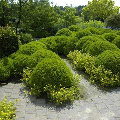 BRAUCHT JEDER BAUERNGARTEN: BUCHS 