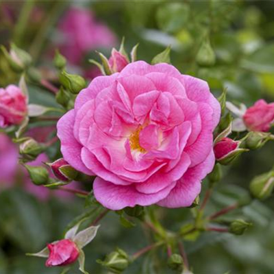 ROSEN SCHNEIDEN IM HERBST