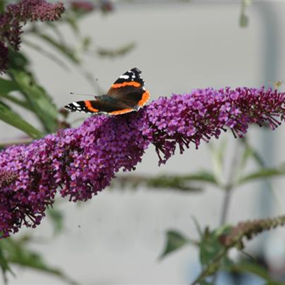 FüR MEHR BIENEN UND SCHMETTERLINGE!