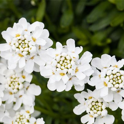 DIE IMMERGRüNE SCHLEIFENBLUME 