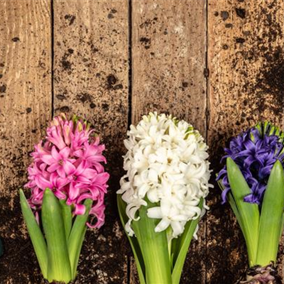 DER FRüHLING WIRD BUNT